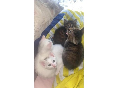 Yavru kedilerimiz ücretsiz sahiplendireceğim