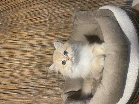 Anne baba şecereli ny12 safkan british longhair dişi