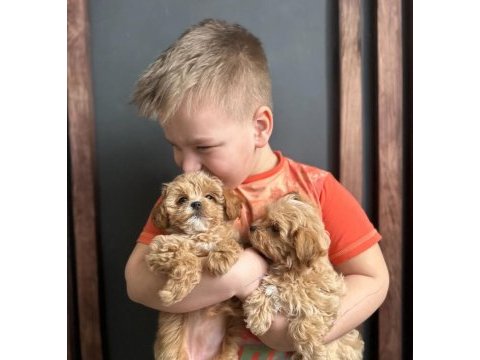 Kg garantili maltipoo yavrularımız