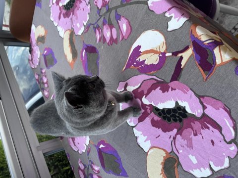 British shorthair çakıl kedim
