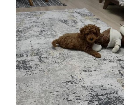 3 aylık toy poodle