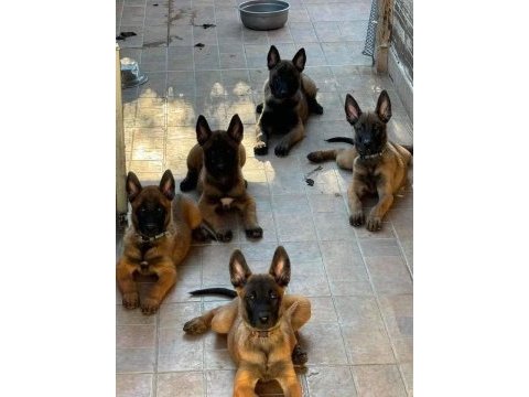 Belçika kurdu (malinois)
