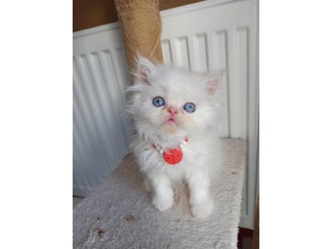Safkan iran kedisi yavruları