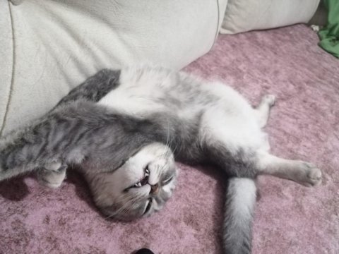 British longhair ile scotish shorthair