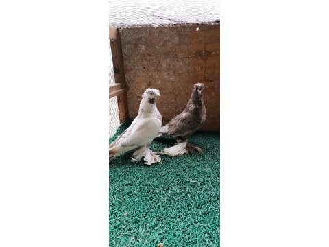 Özbek taklacı güvercini