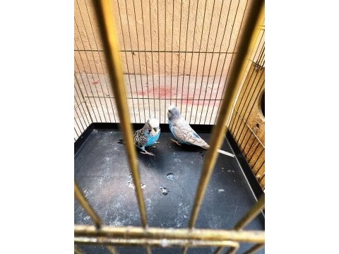 Jumbo yavru alınmış takım muhabbet kuşu