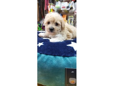 Maltese teriyer köpekler