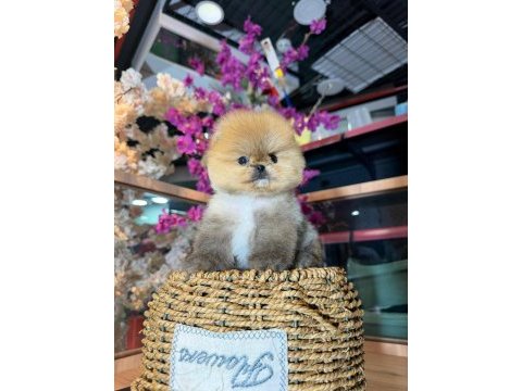 Micro pomeranian boo