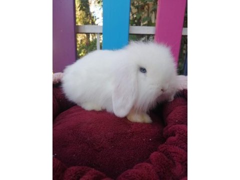 Renk renk hollanda ve teddy lop tavşan bebekler