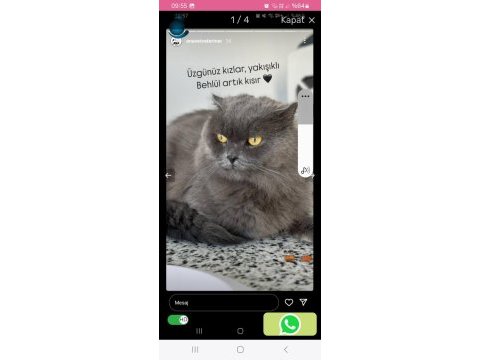 1.5 yaşında yakışıklı british longhair oğlunuz
