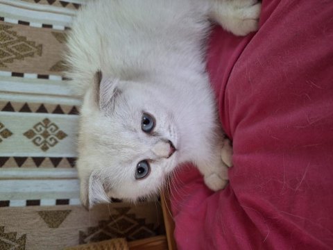 2 aylık dişi british shorthair özel ırk