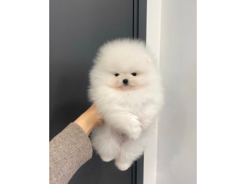 Ayı surat pomeranian yavruları