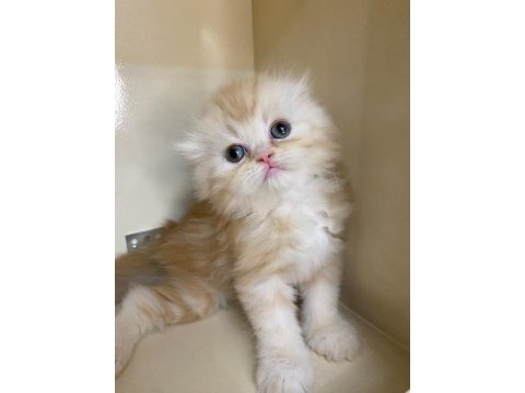 Mükemmel a kalite scottish fold longhair bebekler