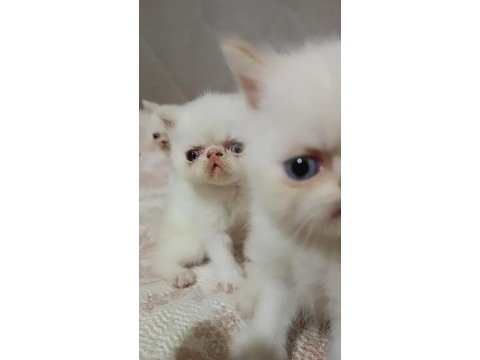 Tatlı ve oyuncu iran kedisi yavrumuz
