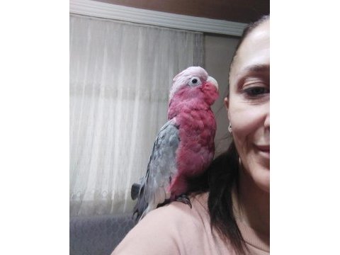 Gül kakadu