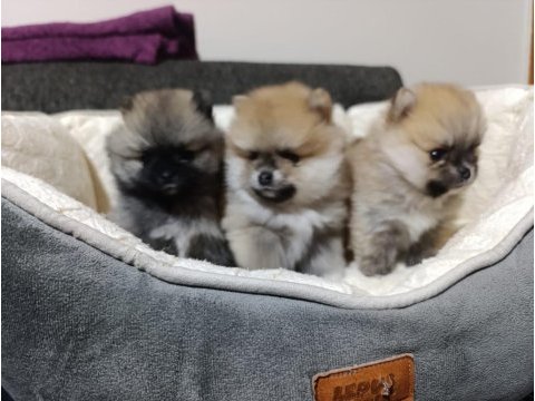Rezerveye açık 45 günlük pomeranian yavrular