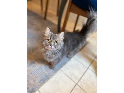 1 yaşında dişi british longhair