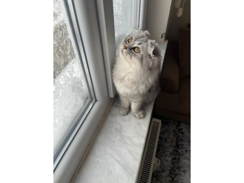 Erkek scottish fold silver tabby