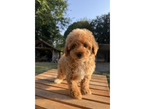 Red maltipoo kızımız