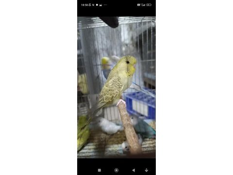 Cins damızlık muhabbet kuşu