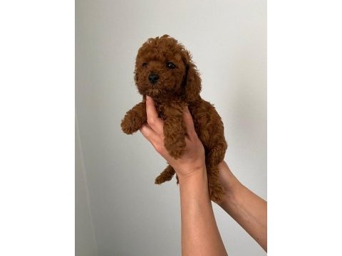 Red brown toy poodle yavrum