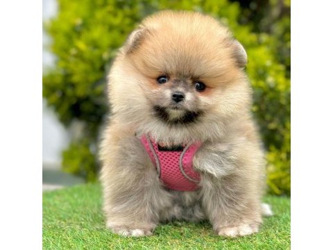 Safkan pomeranian boo bebekler