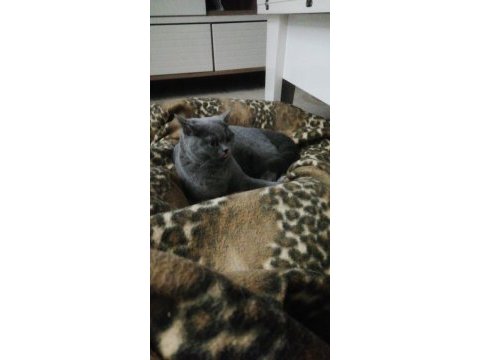 British shorthair kedimiz mila sahiplerini arıyor