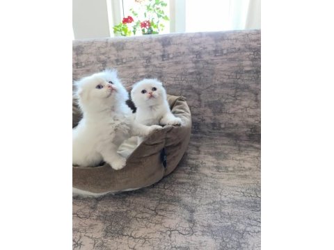 Beyaz scottish fold yavrular