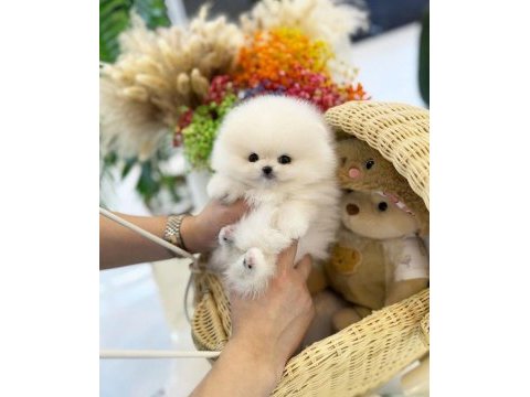 Pomeranian boo aşılı köpekler