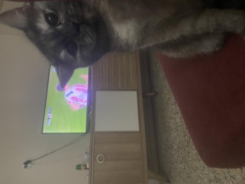Uysal british shorthair kedidir