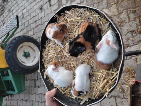Sütten yeni kesildiler alıştırmak için bire bir kopay
