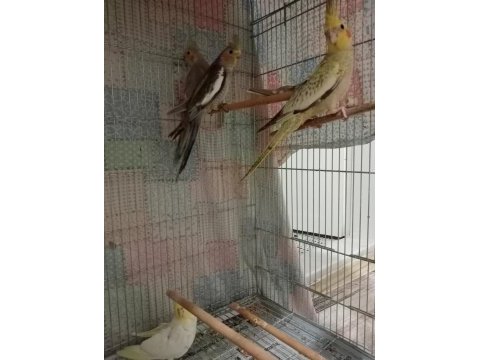Yavru ve yaşında sultan papağanları