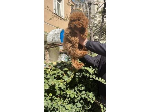 Toy poodle türkiye starı
