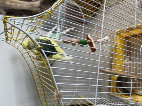 Kafesle beraber bir takım erkek ve dişi muhabbet kuşu