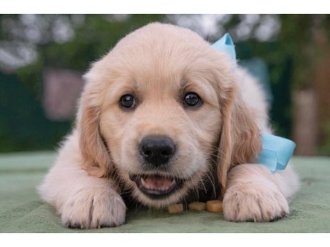 Bebek yüzlü golden retriever yavrularım