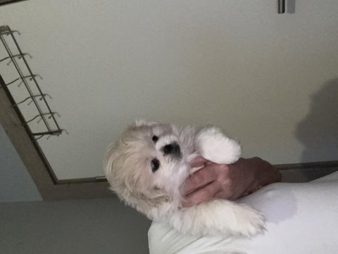 Minik pamuk pekinez köpekler