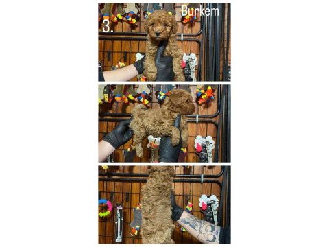 Burkemden safkan poodle bebeklerimiz