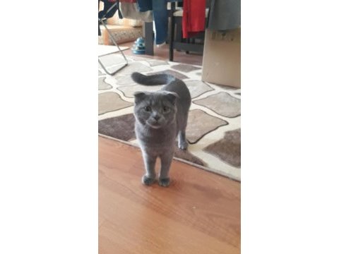 Scottish fold yavrular