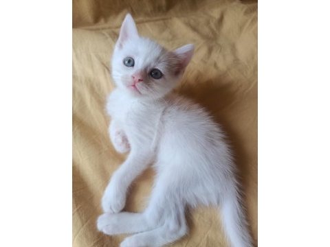 Beyaz british shorthair yavrular