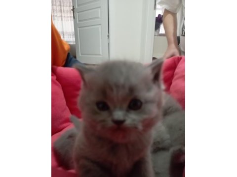 Sevimli british shorthair patiler