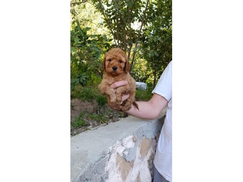 Toy poodle yavrumuz