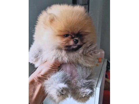 Orijinal pomeranian boo köpeği