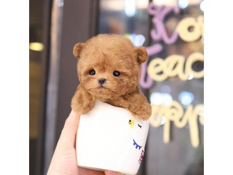 En akıllı ve tatlı toy poodle bebeklerımız