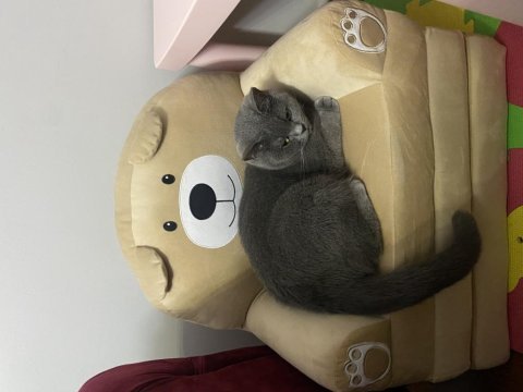 1 yaşında dişi british shorthair