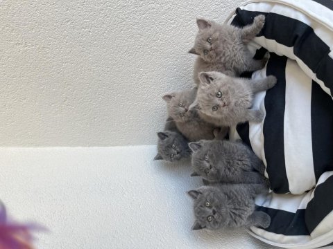 A kalite british shorthair bebekler