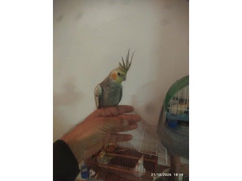 Sultan papağanı ankara keçiören