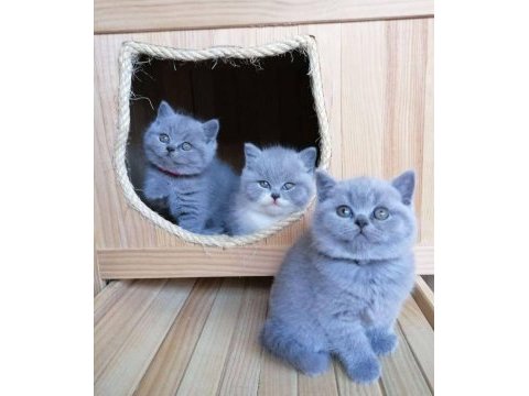 British shorthair yavrular evinizin neşesi olacaktır