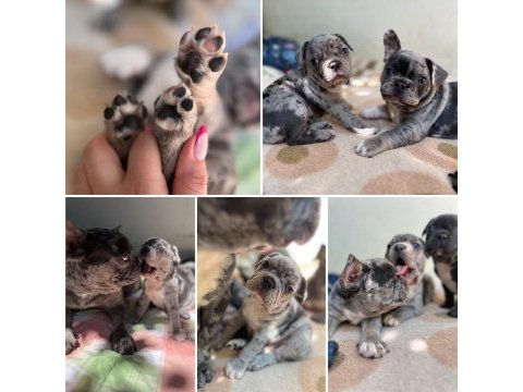A kalite erkek ve dişi fransız bulldog yavrularımız
