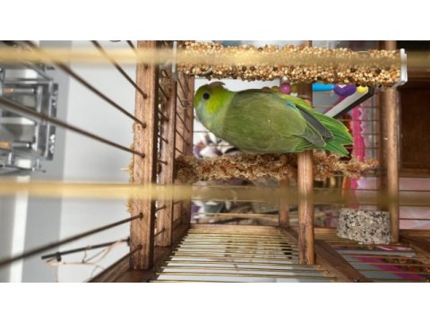Yavru forpus papağanı