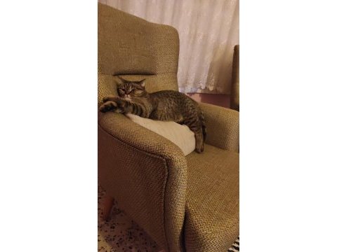 Kedime güzel bir yuva arıyorum